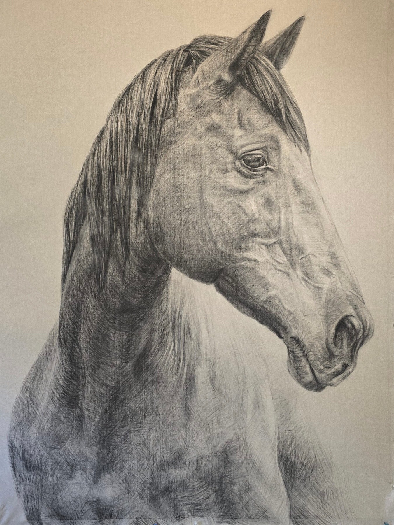Charcoal sketch on Linen “Jagger" by Christina Major 50 x 68